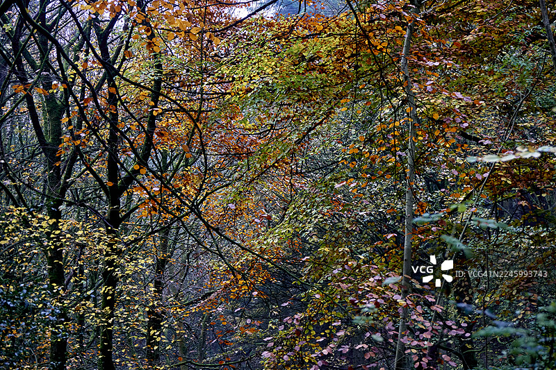 英国约克郡乡村的古老森林图片素材