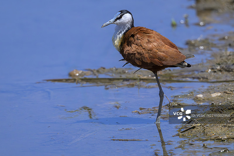 非洲紫水鸡 (Actophilornis africanus)图片素材