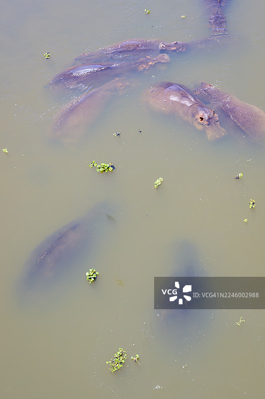 河马（学名：Hippopotamus amphibius）图片素材