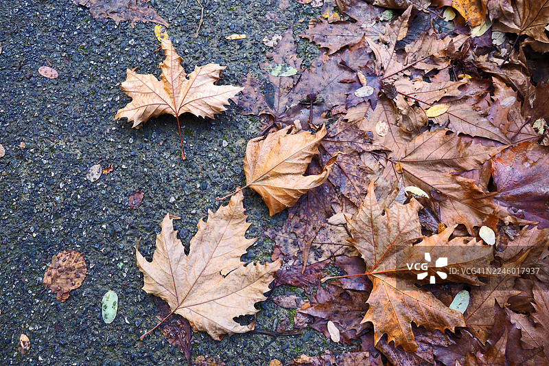 柏油路上的落叶，俯视角度图片素材