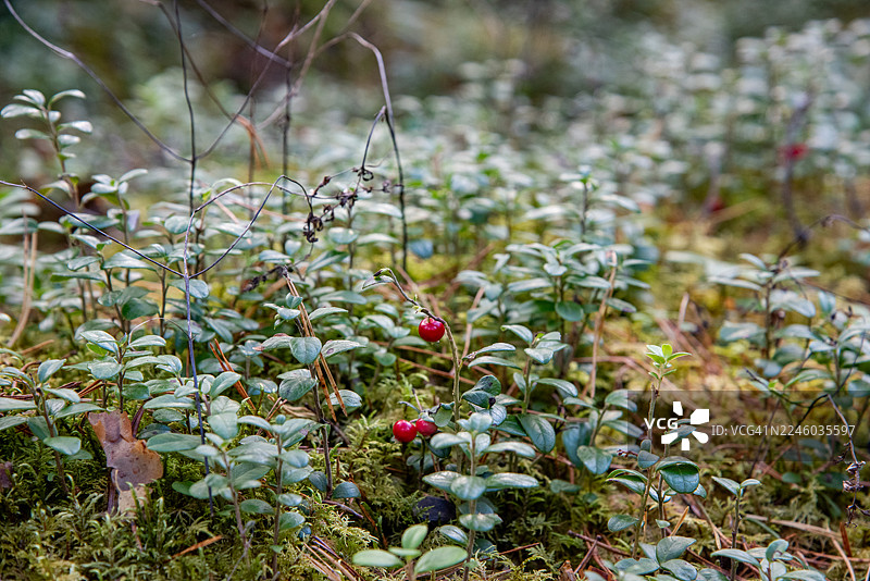 自然森林环境中，翠绿的叶子间点缀着鲜红欲滴的浆果，展现了野性生长的勃勃生机。图片素材