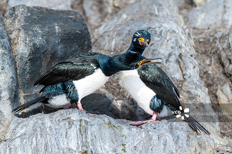 特写镜头，岩石峭壁上的两只帝王鸊鷉，其中一只张着嘴图片素材