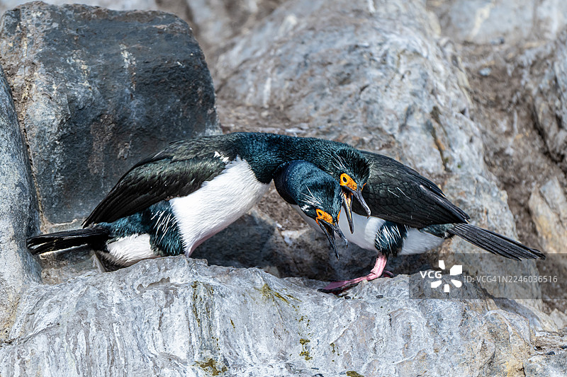 两只帝王斑嘴潜鸟（也称蓝眼斑嘴潜鸟）栖息在岩石峭壁上，展示着它们鲜艳的羽毛和独特的黄橙色面部标记。图片素材
