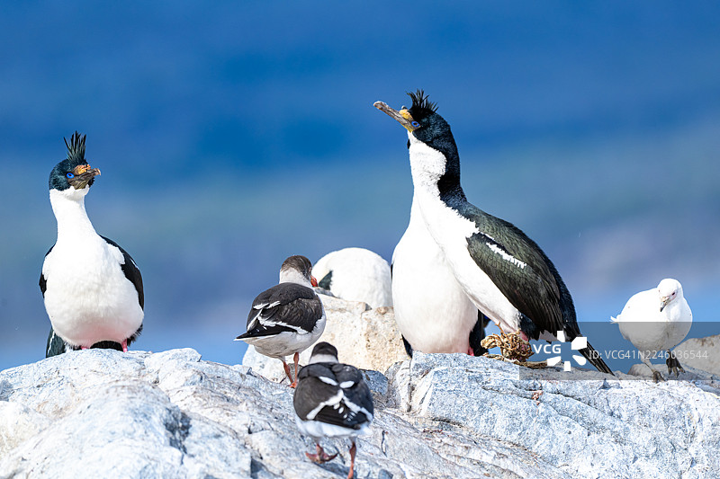 帝国海鸥和其他鸟类栖息在蓝天背景下的岩石露头上图片素材