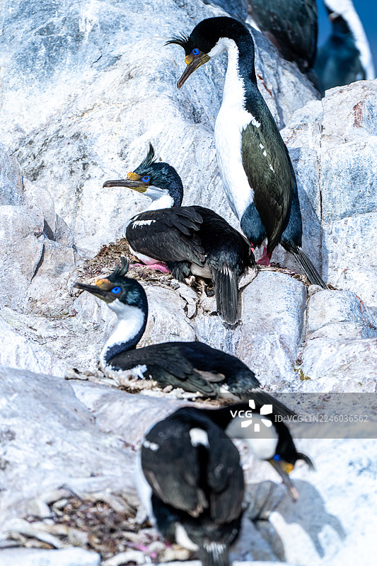 南大西洋岩石峭壁上的皇冠鸬鹚图片素材