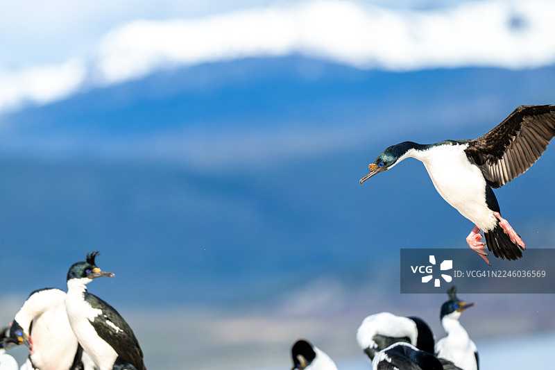 帝王绒（一种鸟）降落在蓝天和远山的背景下的其他鸟类之中图片素材