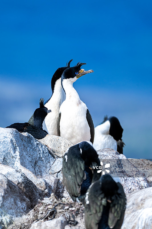 低角度拍摄，帝企鹅栖息在岩石构造上，背景是晴朗的蓝天图片素材