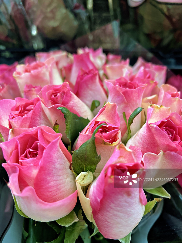 一束鲜艳的粉色玫瑰的特写，花瓣精致，绿叶盎然，非常适合表达爱意和庆祝活动。图片素材