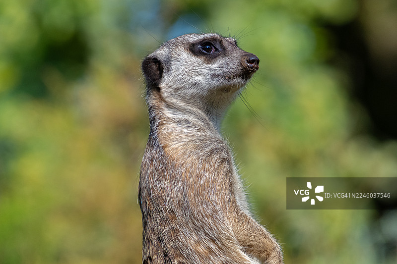 特写一只猫鼬，它看向别处，背景是模糊的绿色图片素材