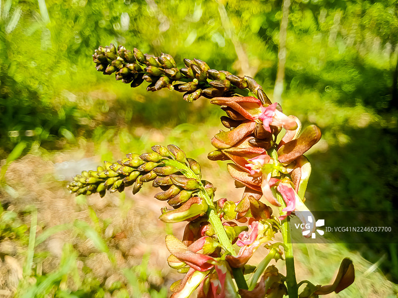 阳光下，一朵盛开的植物特写，绿色的花蕾和粉色的花朵明媚动人。图片素材