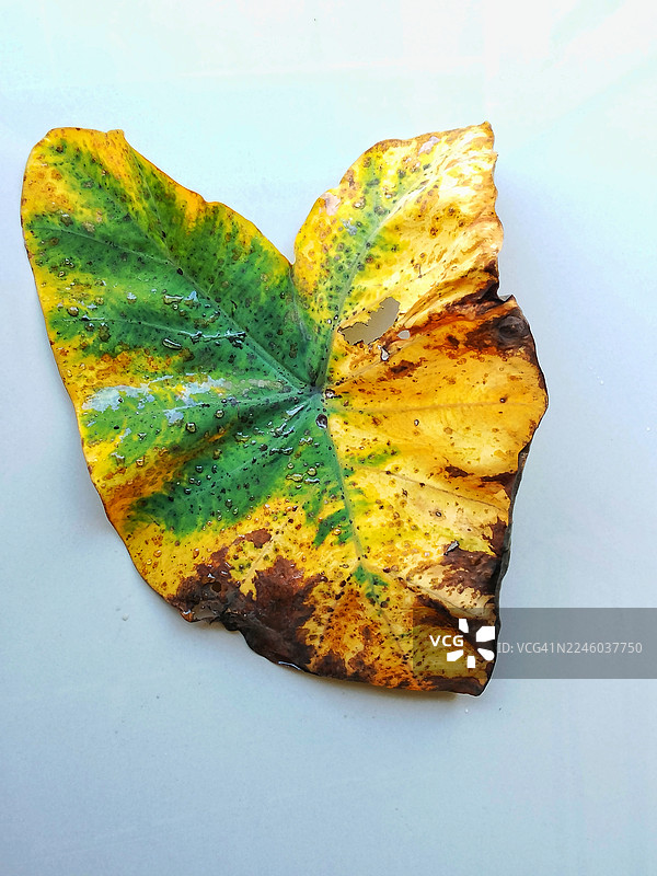 浅色背景下，特写一张生机勃勃的秋叶，叶片上带有水滴。图片素材