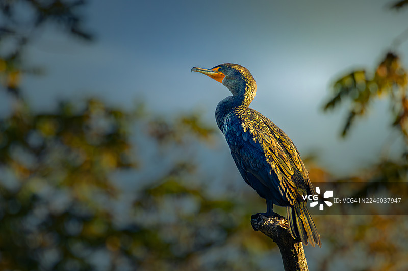 双冠鸊鷉栖息在树枝上，背景是柔和的蓝天图片素材