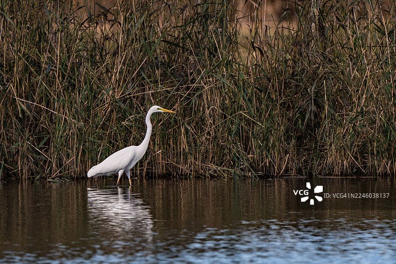 大白鹭在湖中涉水，背景是高高的芦苇图片素材