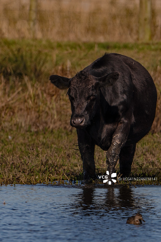 晴天里，一头小黑牛走进乡村田野里的泥泞池塘图片素材