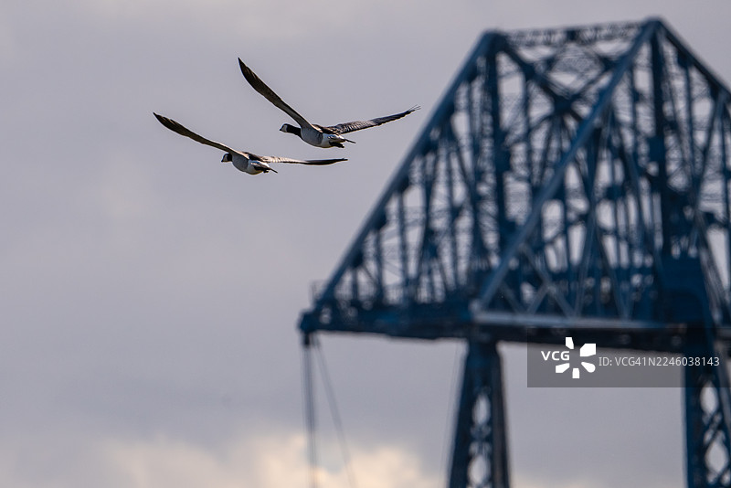 两只大雁在多云的天空下排成一字形飞翔，背景是模糊的工业建筑。图片素材