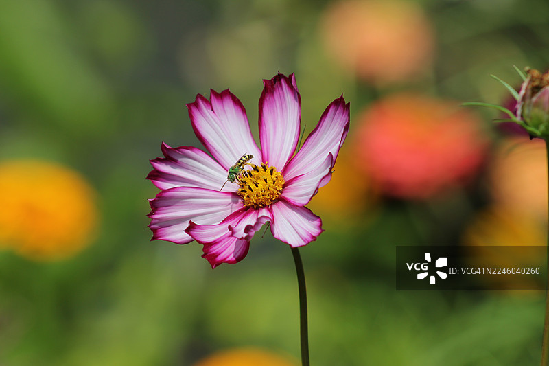 粉白色的波斯菊特写，一只绿色的蜜蜂正在采集花粉图片素材