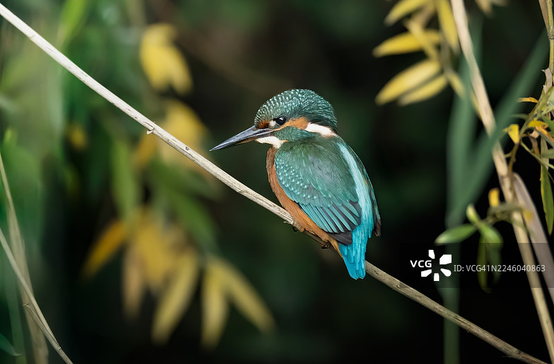 翠鸟栖息在枝头，背景是繁茂的绿叶图片素材