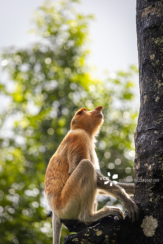 兰勿湾的长鼻猴图片素材
