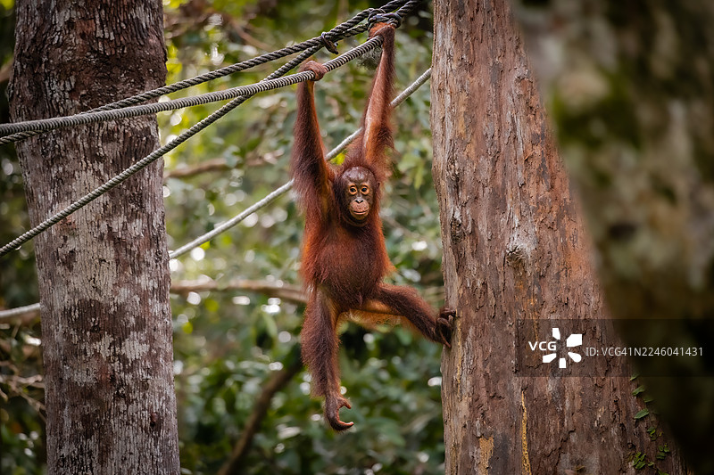 西必洛的顽皮幼年红毛猩猩图片素材