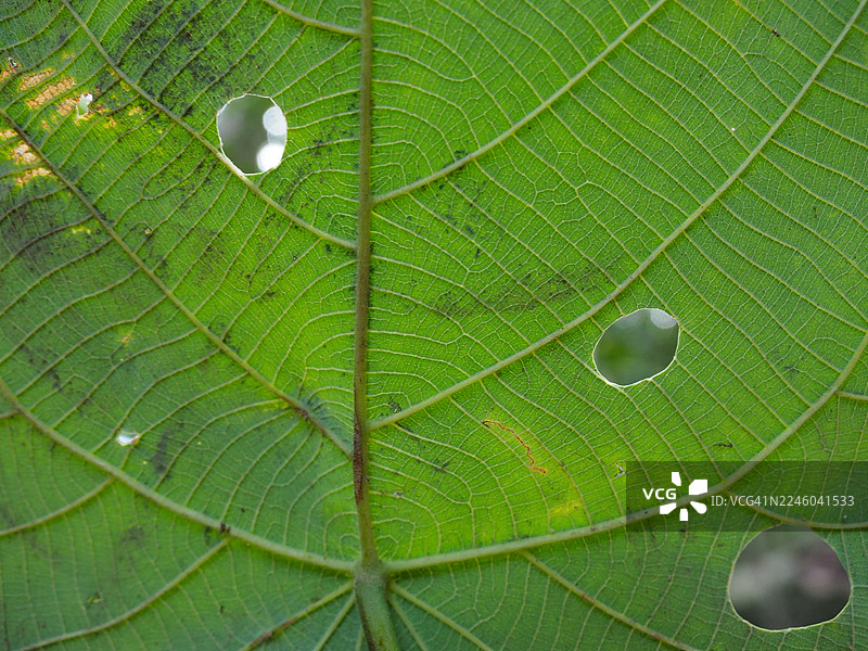 一株充满活力的绿叶特写，叶片上布满天然孔洞，展现出精细的叶脉纹理和有机质感图片素材