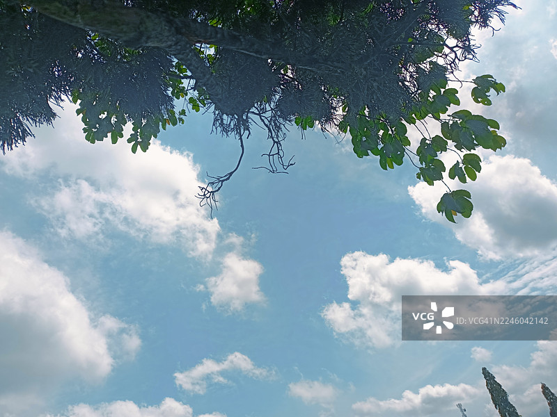 仰视翠绿的树枝，背景是湛蓝的天空和白云图片素材