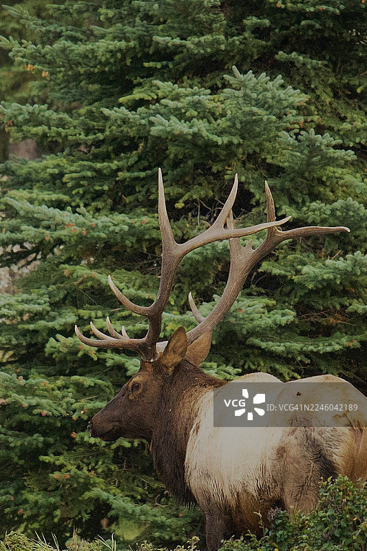雄伟的麋鹿，头戴巨大的鹿角，站立在葱郁的森林中图片素材