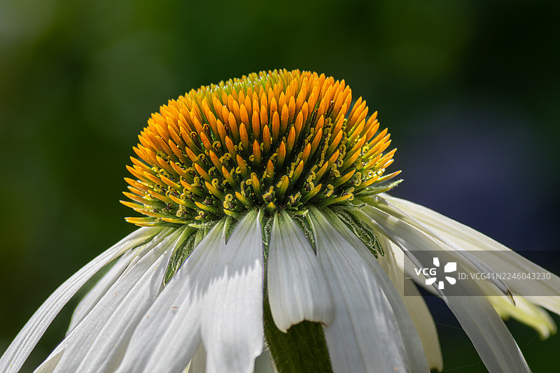 特写镜头下的一朵白色松果菊，其中心呈鲜艳的黄色和绿色，展现出精美的细节和自然之美。图片素材