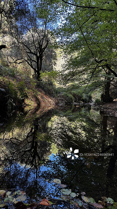 宁静的森林湖泊倒映着繁茂的树木，在湛蓝的天空下，构成一幅宁静的自然景观。图片素材