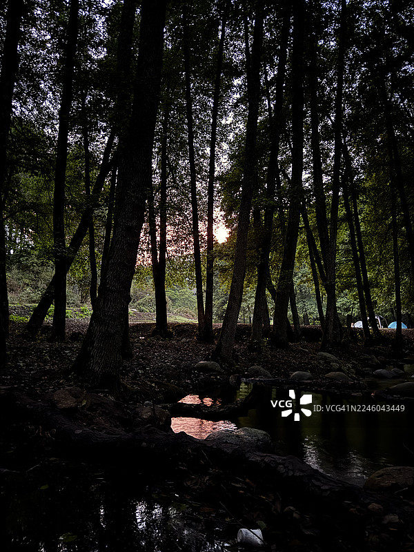 暮色中，阳光穿透幽暗的森林树木，溪流映照着光线，远处有帐篷图片素材