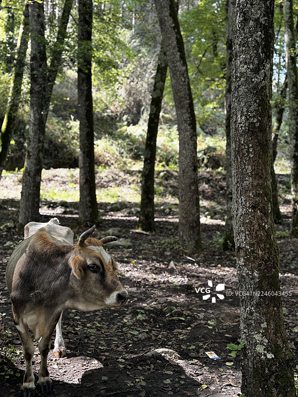 一只棕白相间、长着小角的牛站在阳光斑驳的森林里，周围是树木和落叶，它看向一旁。图片素材