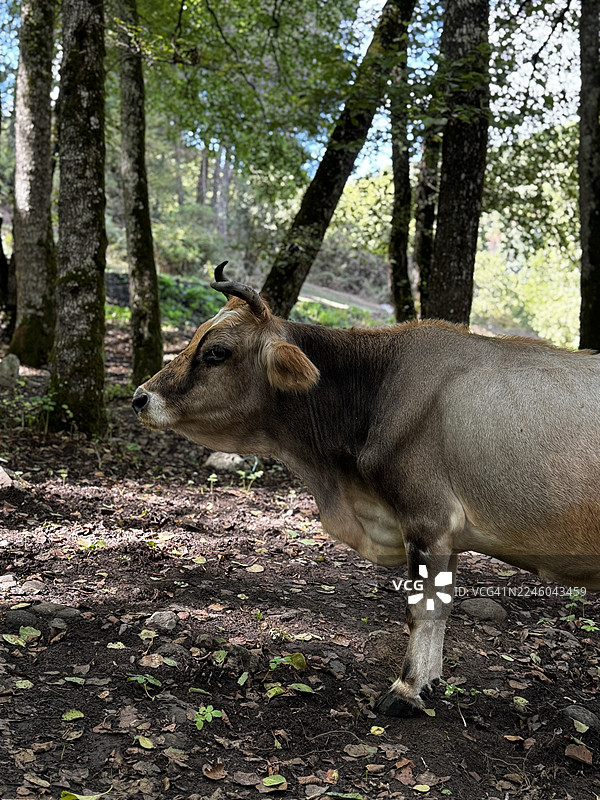 从侧面看，一头牛站在森林里，背景是树木图片素材