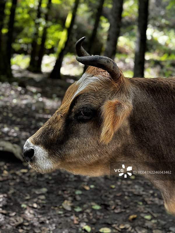 特写镜头，牛的侧面轮廓，有角，在自然的森林环境中图片素材