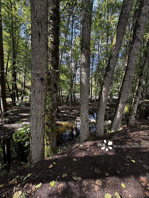 阳光穿过茂密的森林，一条宁静的溪流，营造出宁静的自然景观图片素材