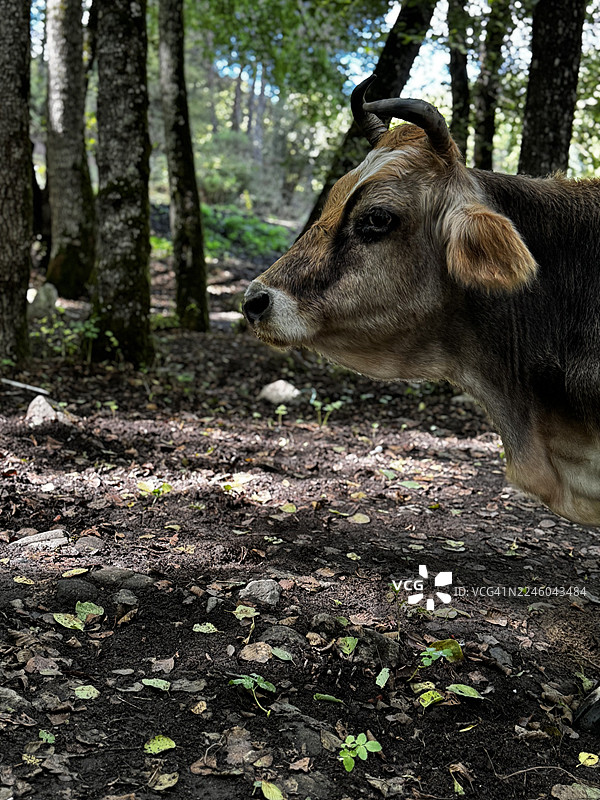 森林里，一只长着小角的牛在斑驳的阳光下，特写镜头图片素材