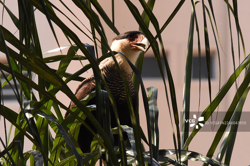 仰视拍摄的鸟儿栖息在树上的特写镜头图片素材