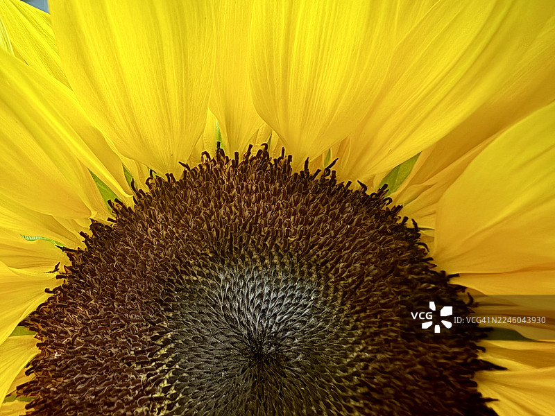 特写镜头，一朵鲜艳的黄色向日葵，花瓣和花盘的细节精美图片素材