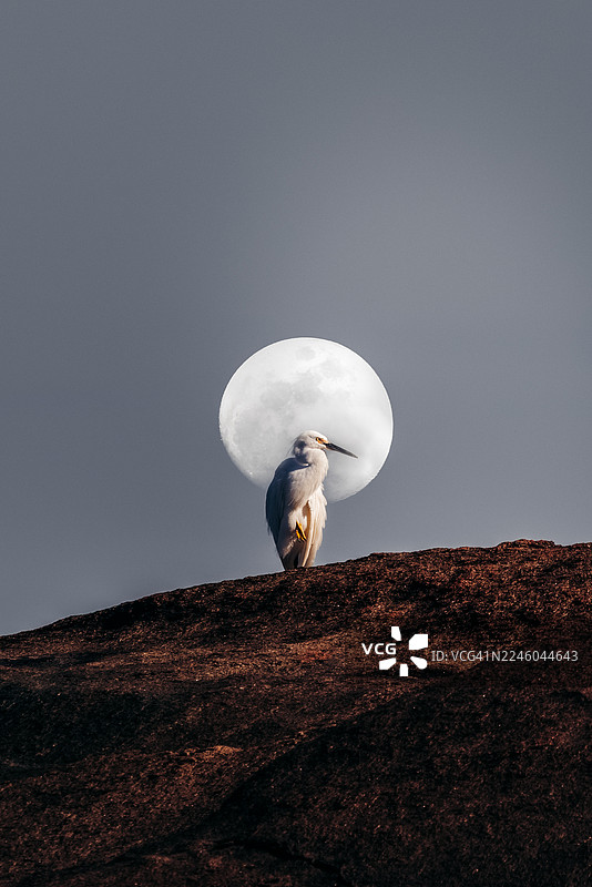 一只雄伟的雪鹭站在崎岖的岩石上，在宁静的天空中，以满月为剪影图片素材