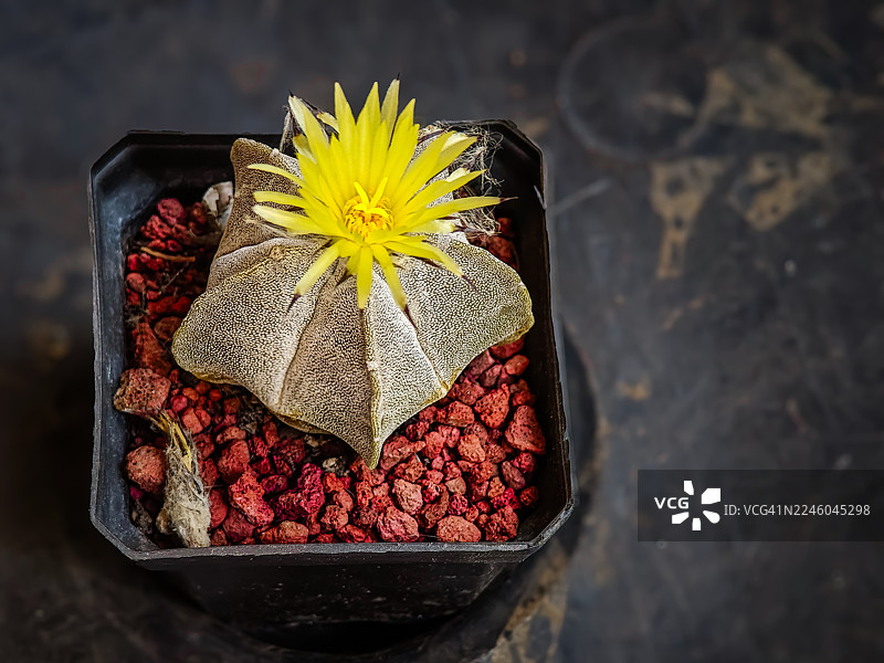 盆栽鸾凤玉（Astrophytum Myriostigma）盛开的花朵特写，展示其独特的星形和红色的火山岩基质，花朵呈鲜艳的黄色。图片素材