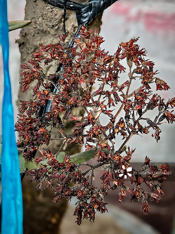 特写植物上干燥的红褐色花朵，背景是蓝色丝带和树干图片素材
