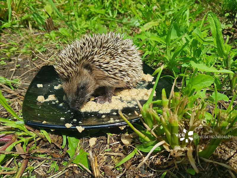 俯视视角，一只刺猬正在草地上一个盘子里进食图片素材