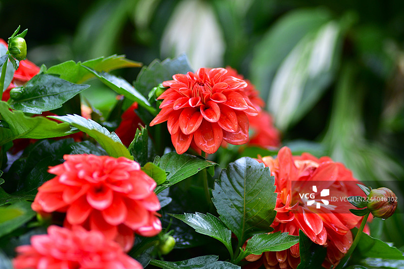 郁郁葱葱的绿色植物中盛开着鲜艳的红色大丽花，展现了大自然的壮丽美景和精致细节。图片素材