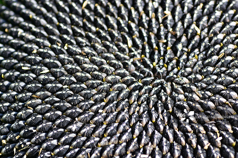 特写向日葵花盘上复杂的葵花籽图案图片素材