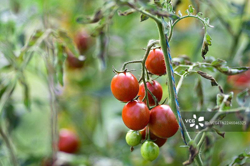 花园里藤蔓上成熟番茄的特写，展示了新鲜的有机农产品图片素材