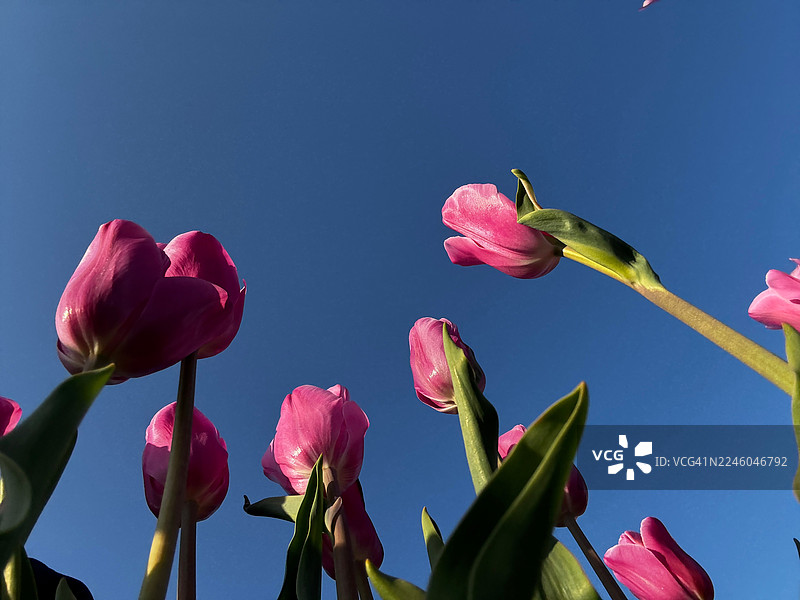粉色郁金香在蓝天下绽放，低角度拍摄图片素材