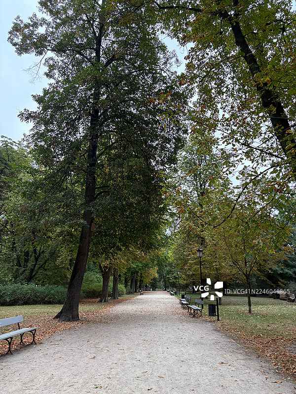 秋日公园里，绿意盎然，长椅和树木环绕着一条空旷的小径图片素材