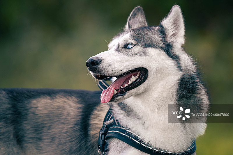 一只美丽的西伯利亚哈士奇特写，蓝眼睛望向别处，吐着舌头喘气图片素材