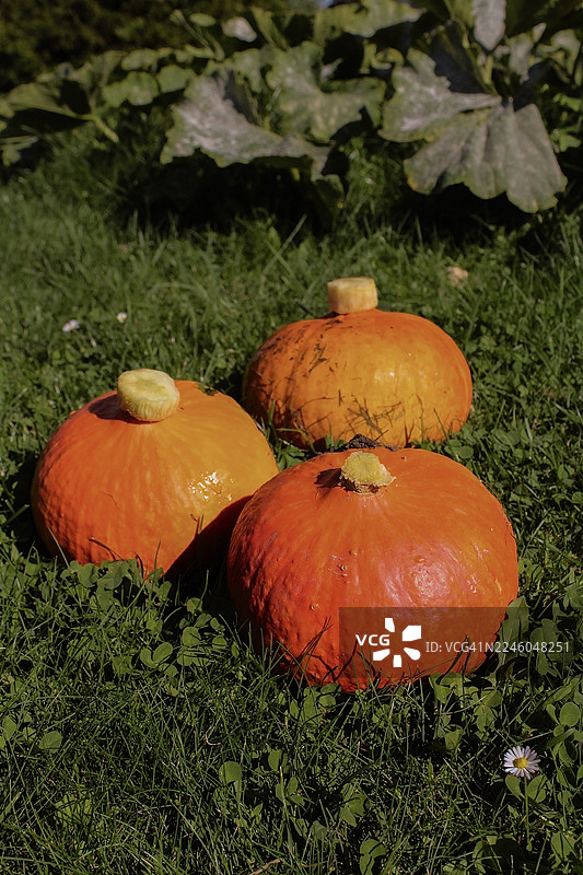 三只色彩鲜艳的橙色南瓜，在明媚的阳光下，安详地躺在绿草丛中，准备迎接秋季的节日庆典。图片素材