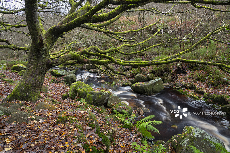 英格兰德比郡朗代尔的米德尔布莱克克劳图片素材
