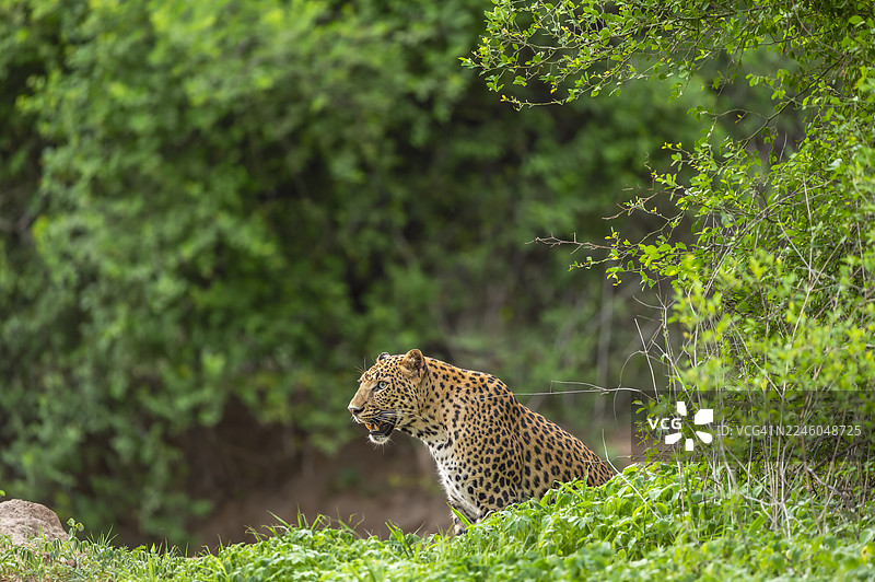 一只雄伟的豹子从茂密的绿色植被中现身，警觉地观察着野外的周围环境图片素材