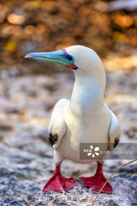 红脚鲣鸟图片素材